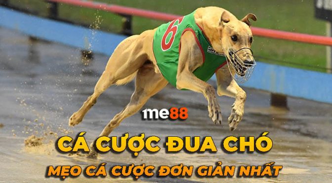 Gnbet cung cấp nhiều dịch vụ giải trí đa dạng - Gnbet